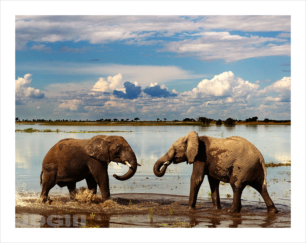 Young elephants in Zambezi river